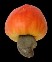 Cashew Fruit