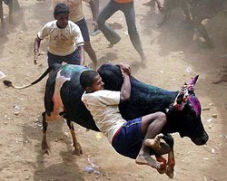 Jallikattu