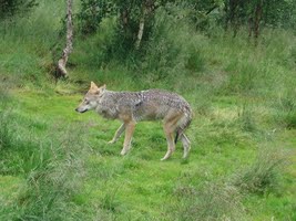 Wolf