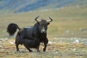 Yak